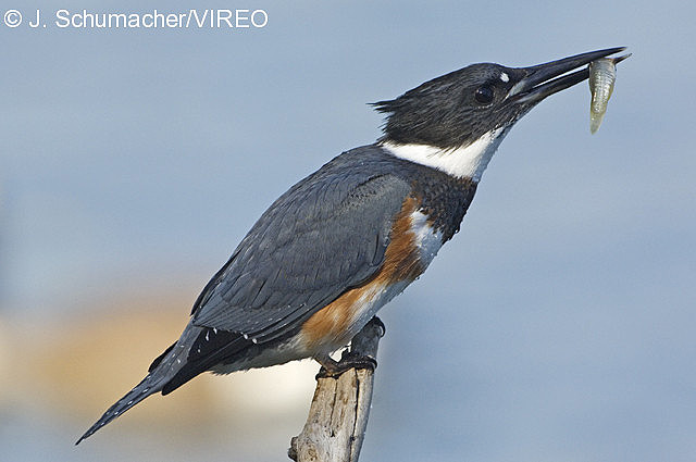 Belted Kingfisher